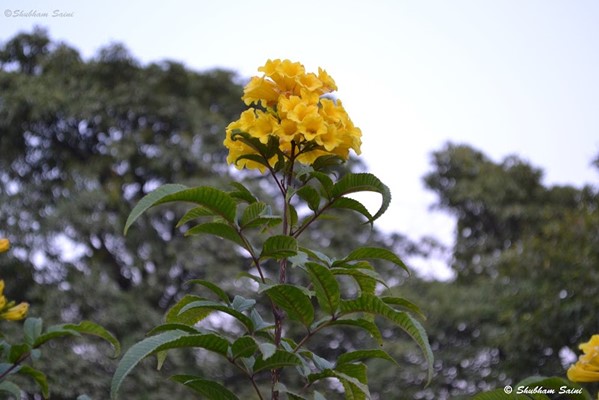 Town Park Panchkula