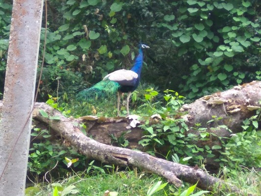 Nagarahole Tiger Reserve