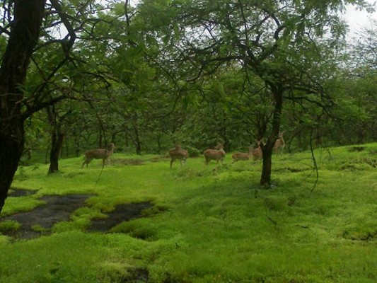 Gir National Park