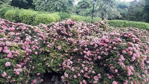 Dr. Ram Manohar Lohia Park