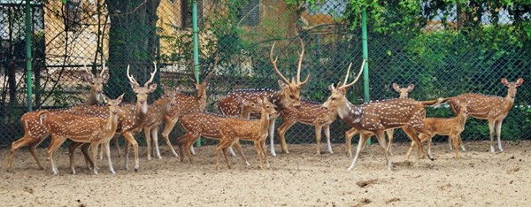 Pondicherry Forest Animal Rehabilitation Centre, Puducherry PY