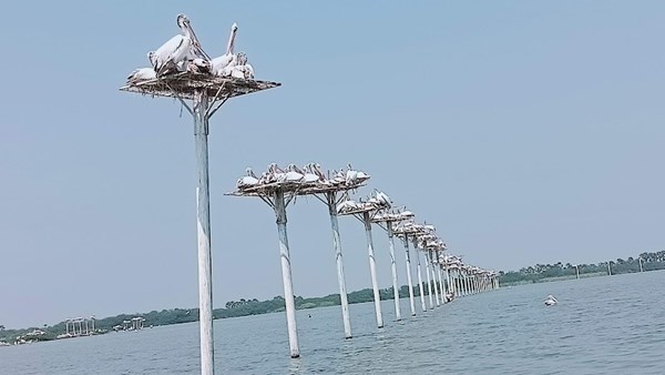 Kolleru Bird Sanctuary