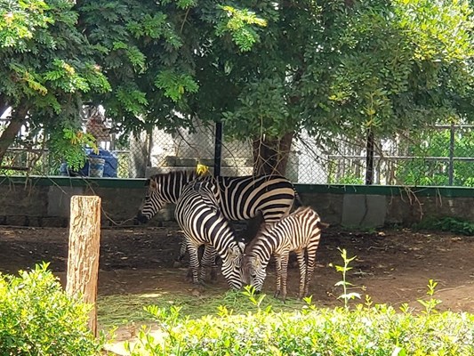 Bannerughatta Biological Park