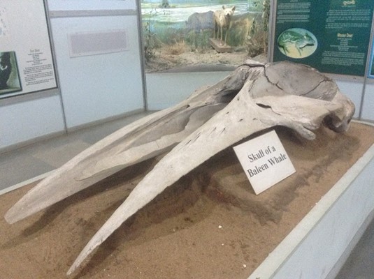 Regional Museum of Natural History Regional Museum of Natural History