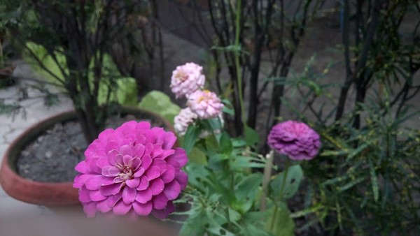 Lions Safari Park Lions Safari Park