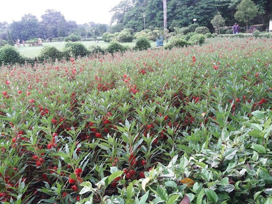 Indira Gandhi Park Indira Gandhi Park