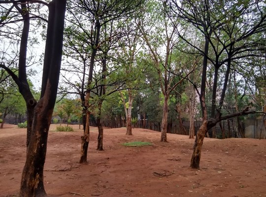 Chacha Nehru Park Chacha Nehru Park