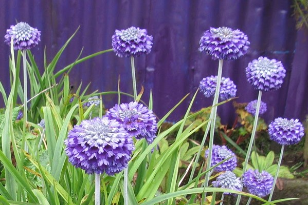 Singalila National Park Singalila National Park