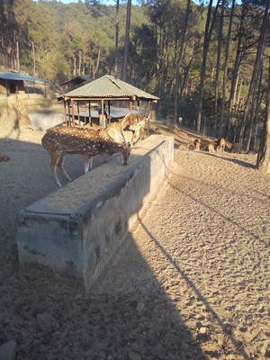 Sumit Nandi Sumit Nandi