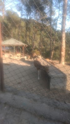 Santosh Samant Santosh Samant