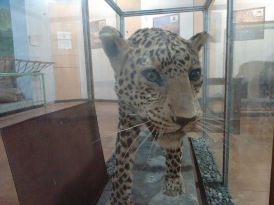 Dhangarhi Gate and Museum Dhangarhi Gate and Museum