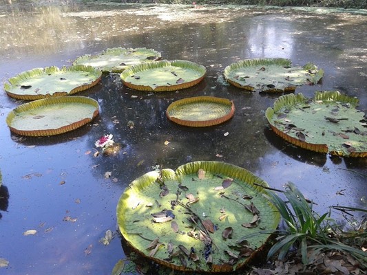 Acharya Jagadish Chandra Bose Indian Botanic Garden Acharya Jagadish Chandra Bose Indian Botanic Garden