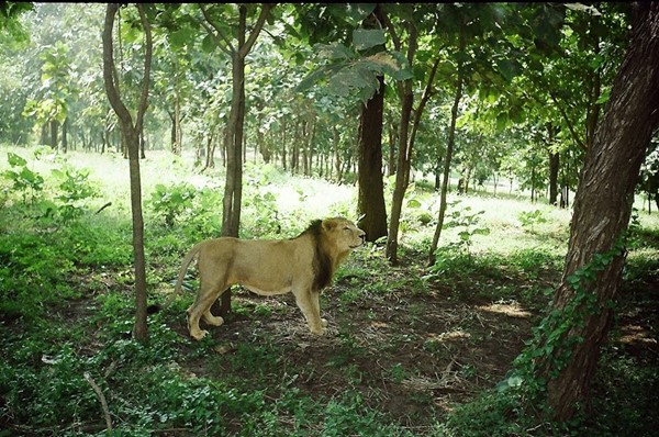 Silvassa Vasona Lion Safari Silvassa Vasona Lion Safari