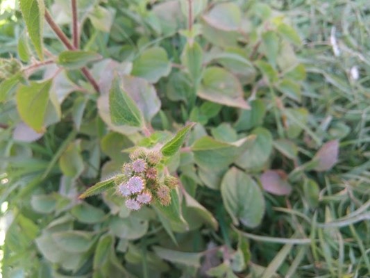 Sambanlei Sekpil Sambanlei Sekpil