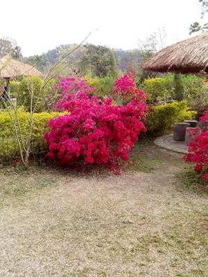 Matai Garden Matai Garden