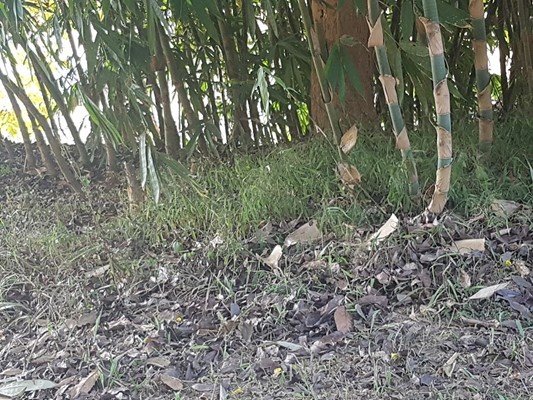 Selloi Langmai Ecological Park Selloi Langmai Ecological Park