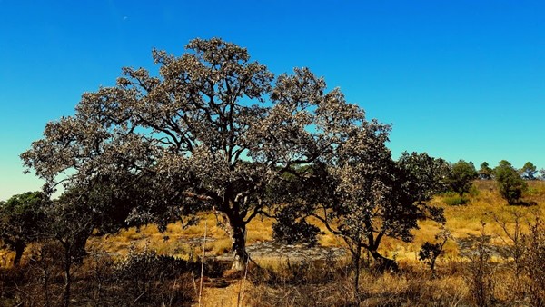 Malsawma Hnamte Malsawma Hnamte