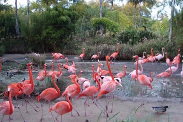 Ngengpui Wildlife Sanctuary Ngengpui Wildlife Sanctuary