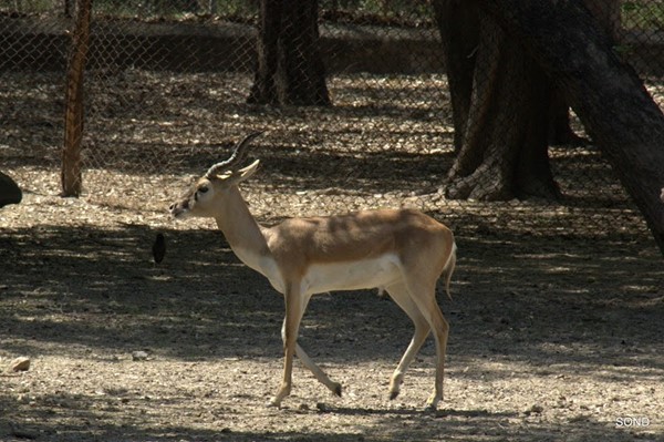 Ludhiana Zoo Tiger Safari Ludhiana Zoo Tiger Safari