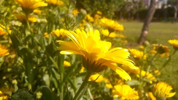 Neelimohar Park Neelimohar Park